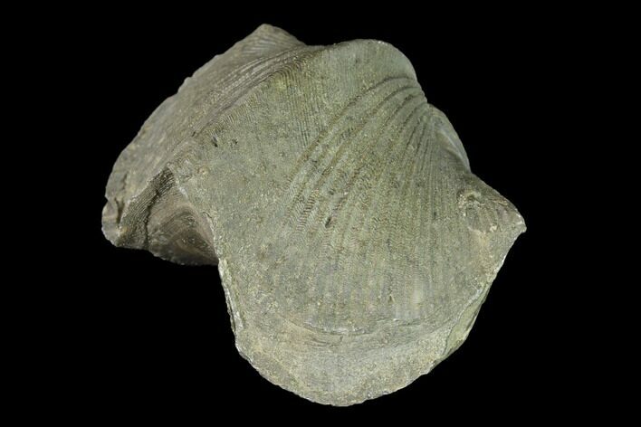 Pyrite Replaced Brachiopod (Paraspirifer) Fossil - Ohio #142151